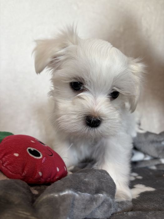 Szczeniak Maltańczyk Freddie