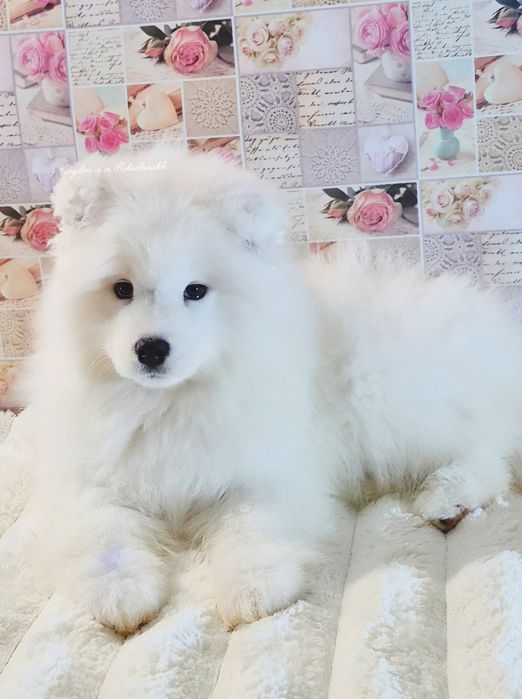 Неймовірний хлопчик Самоеда для шоу та любові