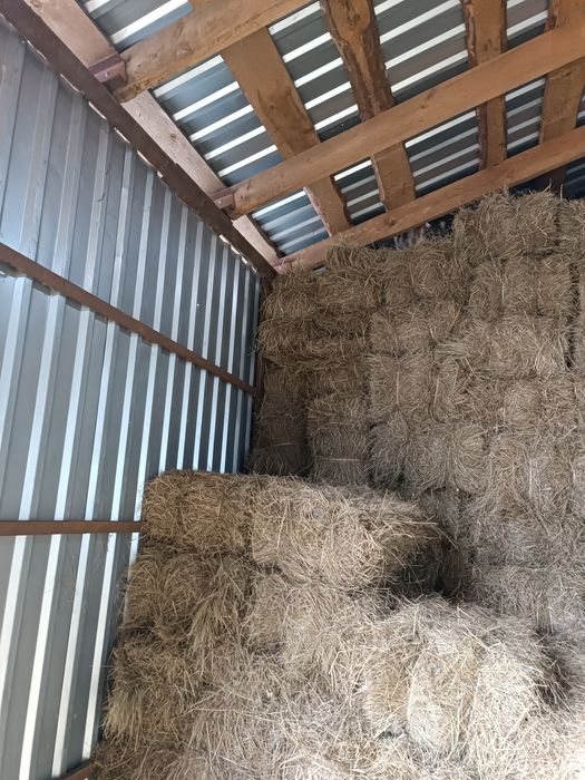 Гризунам також ..