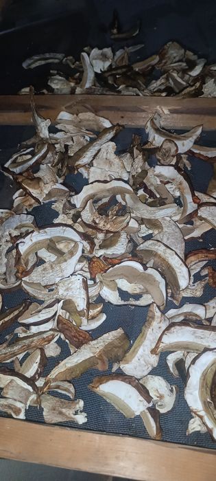 Продам гриби сушені