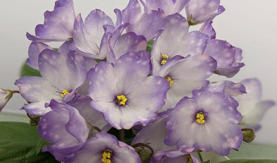 Фіалки сортові -дітки, стартери.