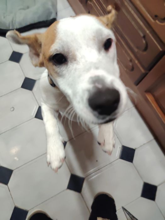 Jack Russell fofinho