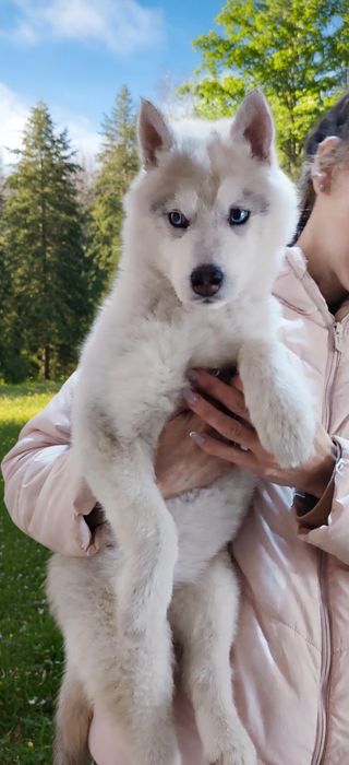 Хлопчик цуценята хаскі