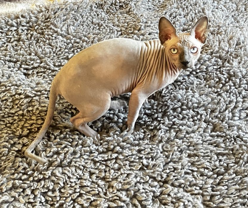 Sphynx canadiano