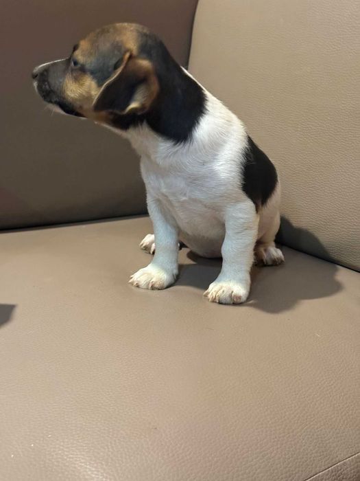 Jack russell terrier