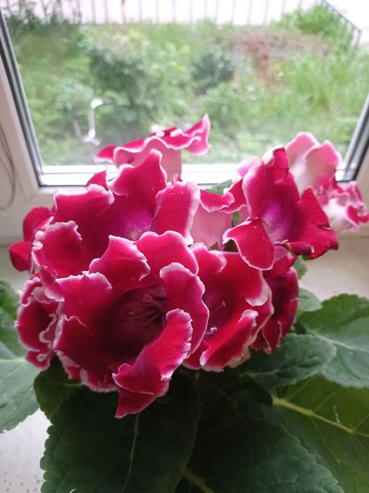 Глоксиния (синингия)