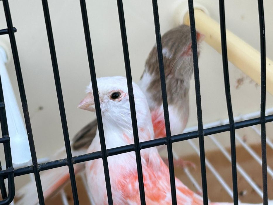 Casais canarios várias raças