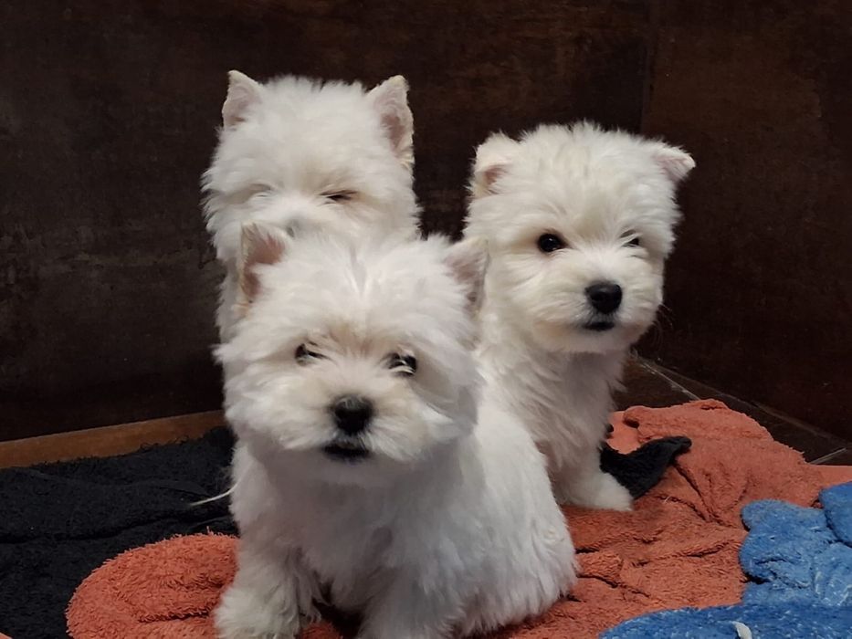Sliczny szczeniaczek west highland white terrier