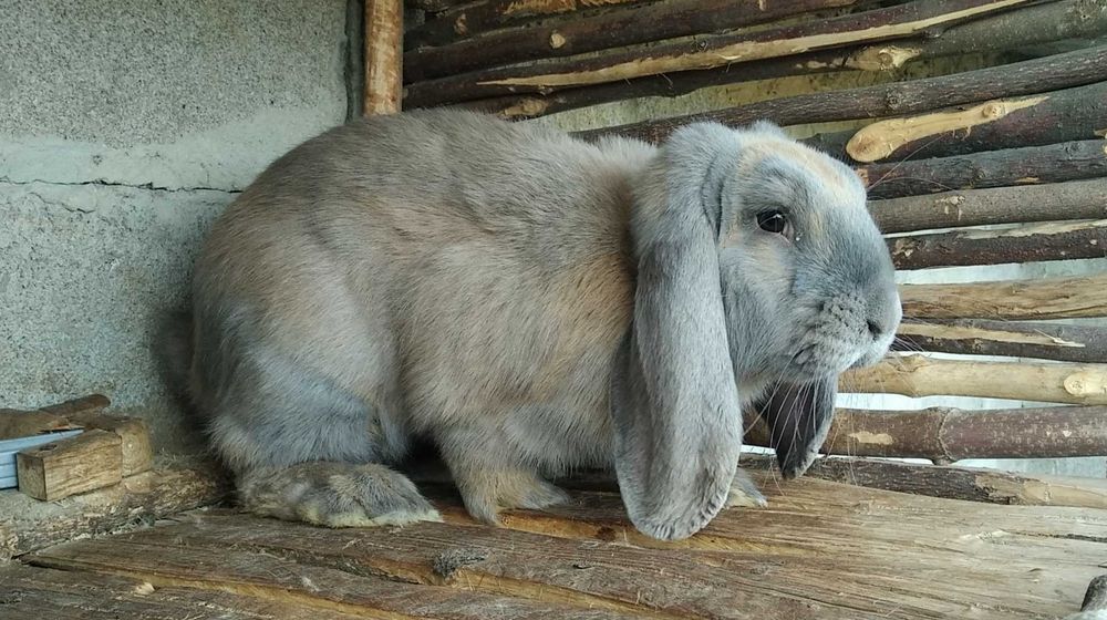 Кролі французький баран