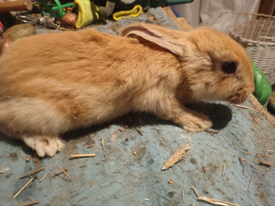 Młode króliki  odsadzone