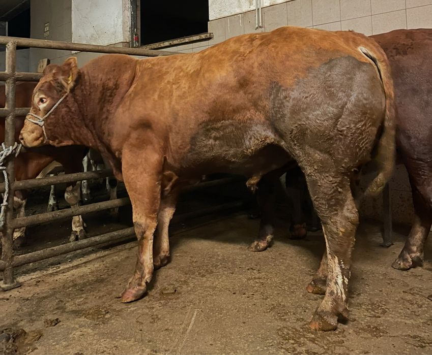 Byki byczki jalowki krowy