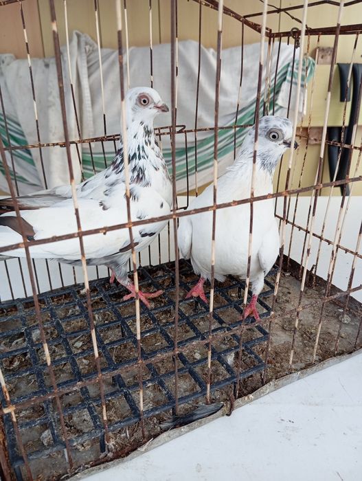 Parka  Winerów ładne