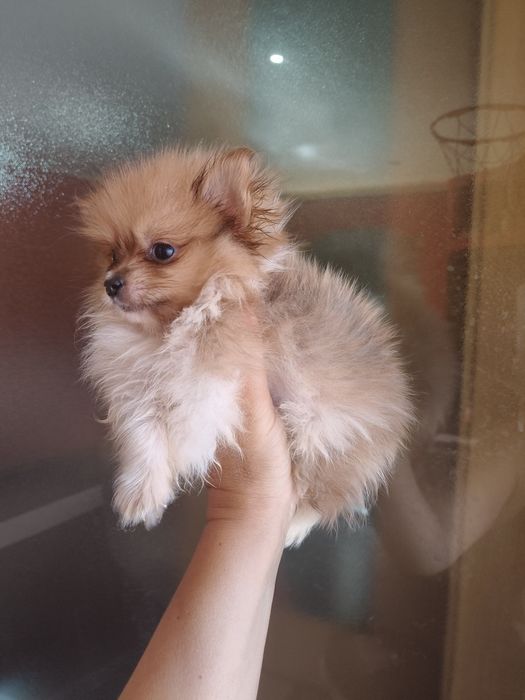 Spitz alemão menino mini