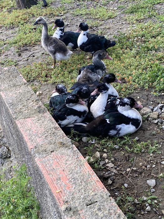 Patos mudos