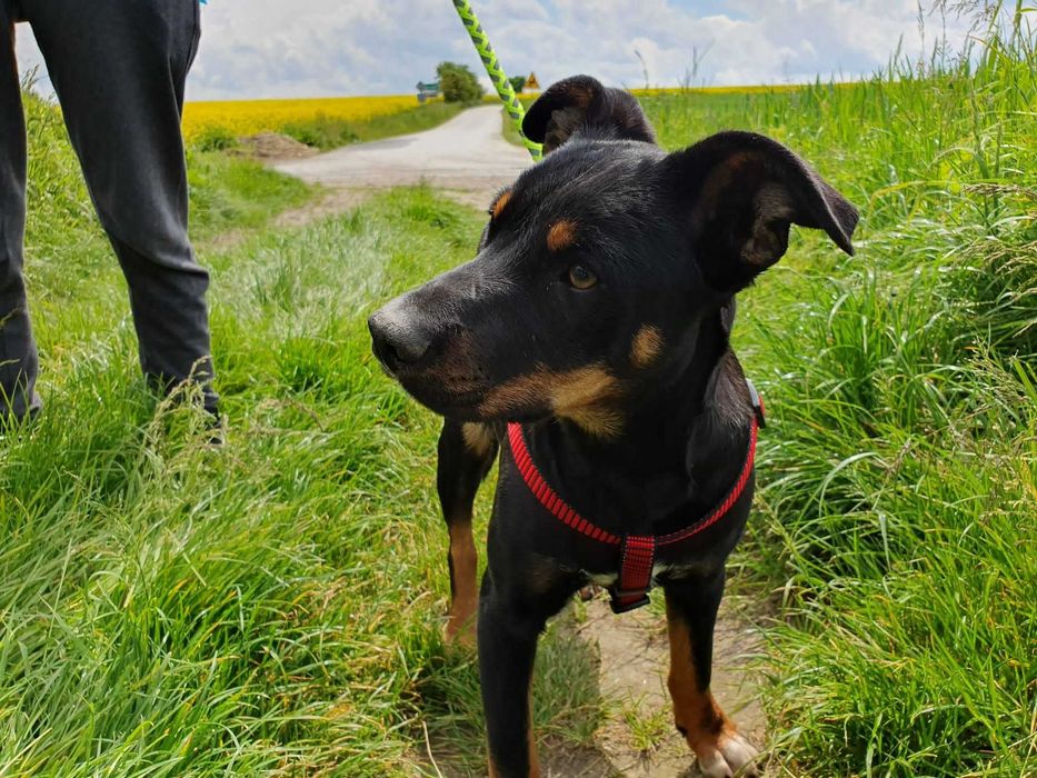 Roczny, przyjazny Pikselek do adopcji