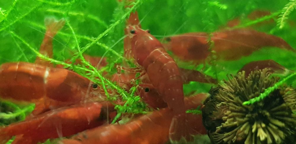 Krewetki Neocaridina Bloody Mary