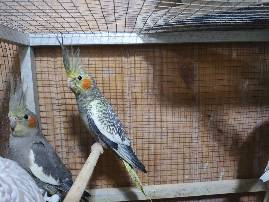 Nimfy wystawowe młode 2025