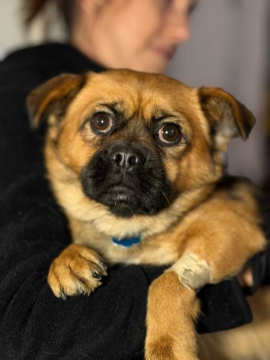 Cudna Trufelka szuka domu