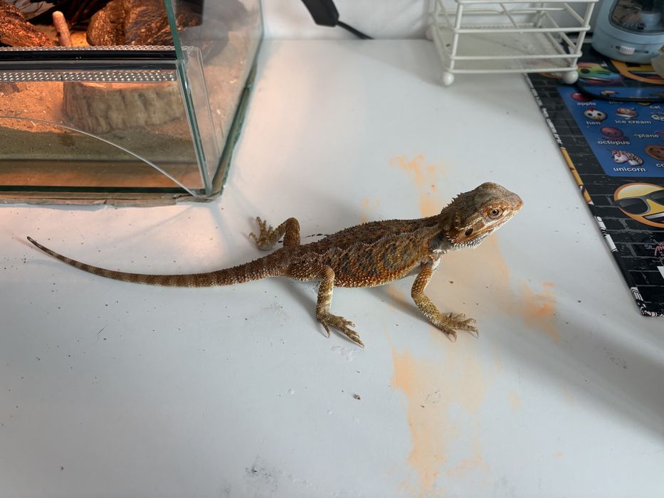 REZERWACJA Agama brodata i terrarium
