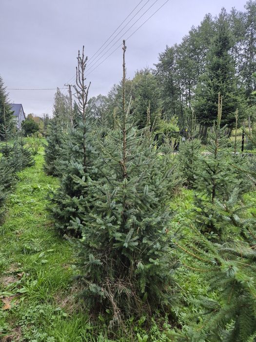 Świerk serbski i pospolity