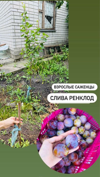 Саженцы каштана , вишни , шелковицы , сливы