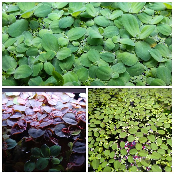 50 szt. Rośliny pływające  Pistia, Salvinia, Phyllantus Fluitans