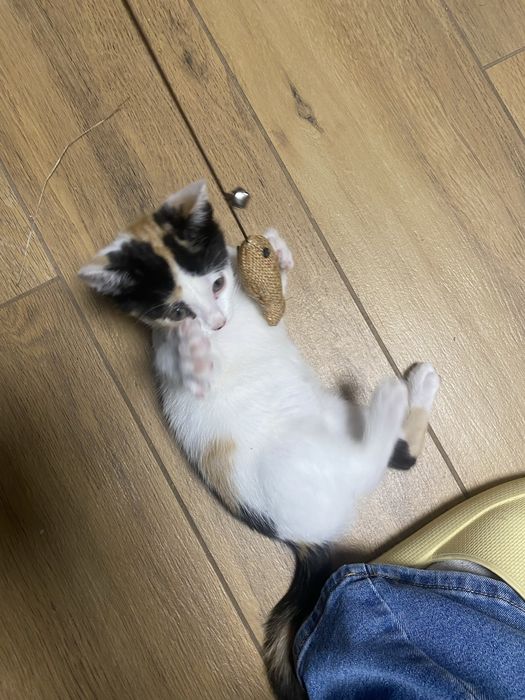 Oddam kotkę 3 moesiaczną