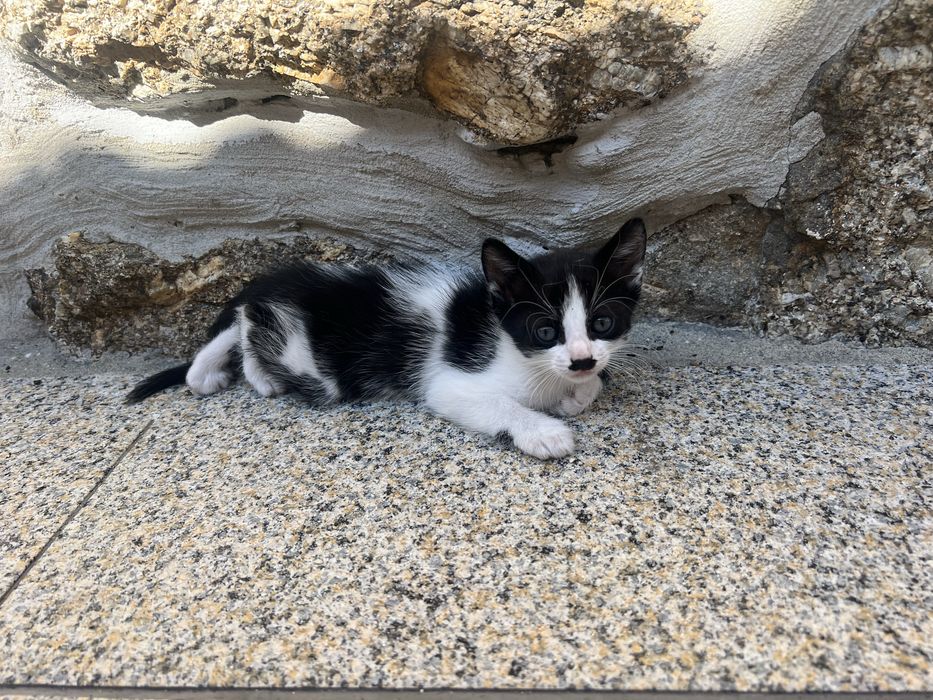 Gatinhos para adoçao