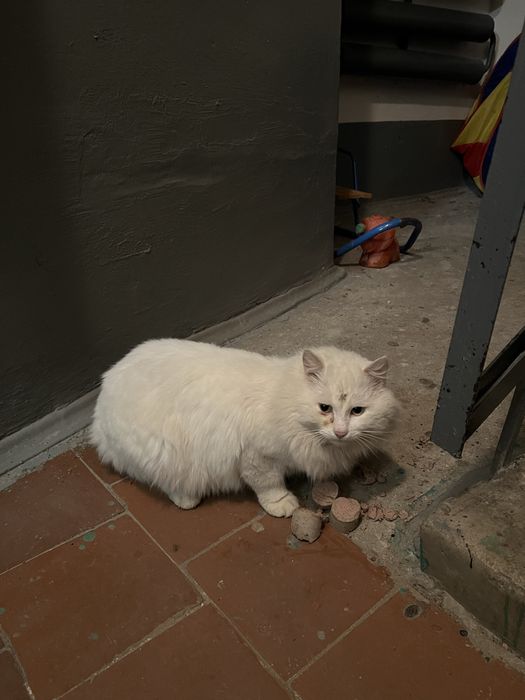 Котик в найкращі руки!