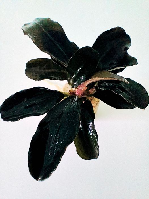 Bucephalandra Theia Sadzonka Ozdoba Akwarium Krewetkarium
