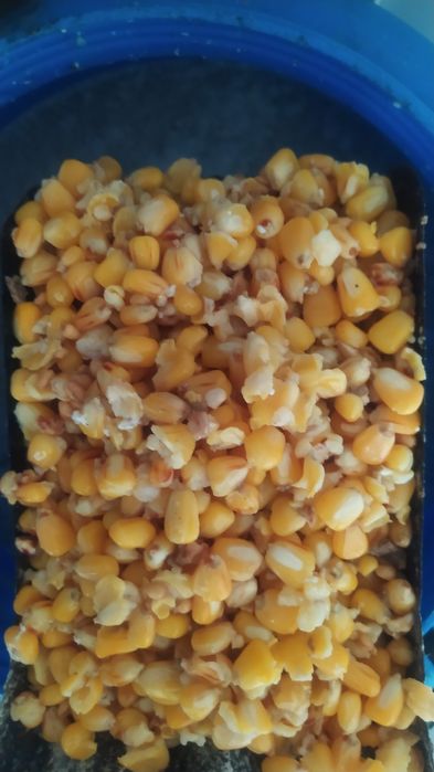 Fetmentowana kukurydza