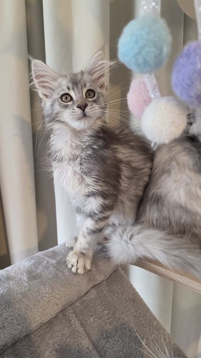 Kotki WCF FPL  Maine coon shaded