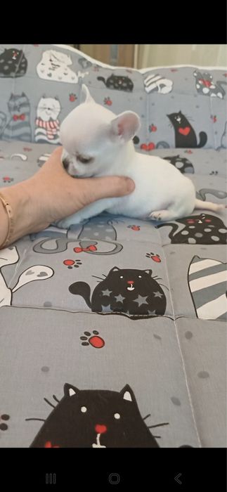 Мальчик чихаухуа
