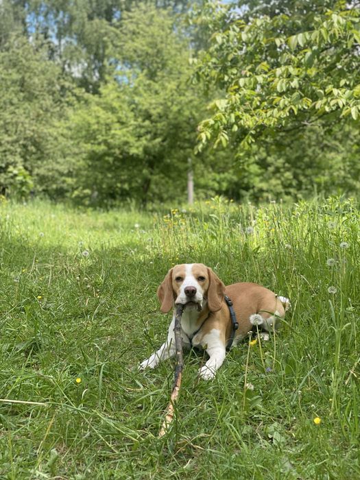 Вʼязка Бігль кобель