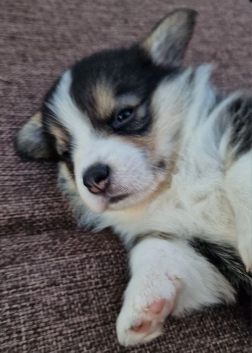 Вельш Корги Пемброк