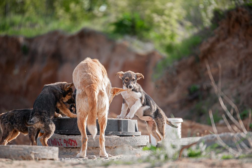 Цуцик-дівчинка шукає родину, лагідне щеня, подаруй сімʼю, врятуй життя