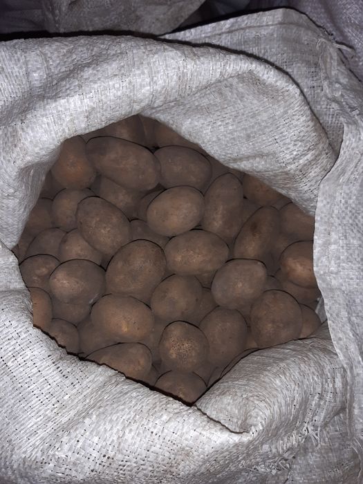 Ziemniak  Lilly  sadzeniak