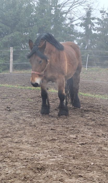 Klacz źrebna z licencją