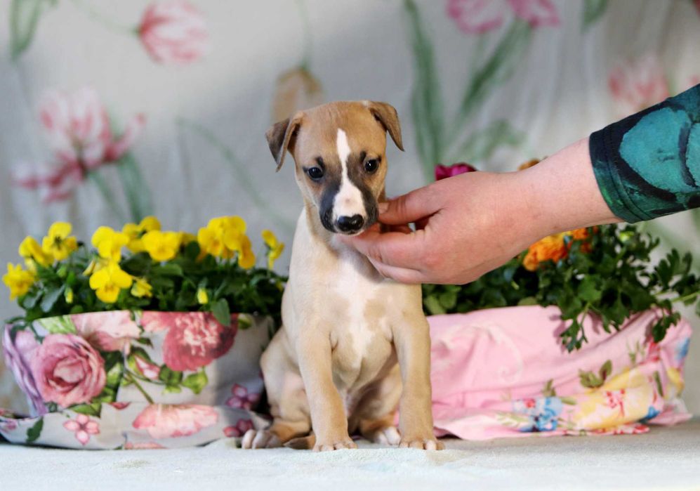 Whippet Chart angielski ZKwP/FCI śliczny piesek TOFFEE