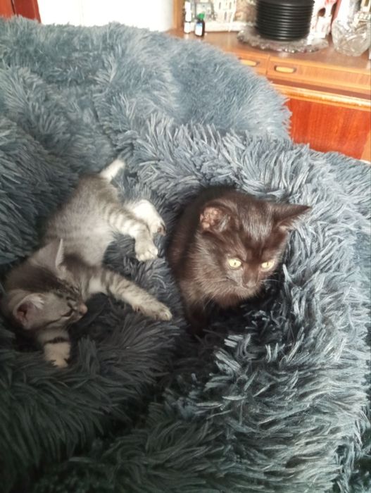 Кошенята в добрі руки