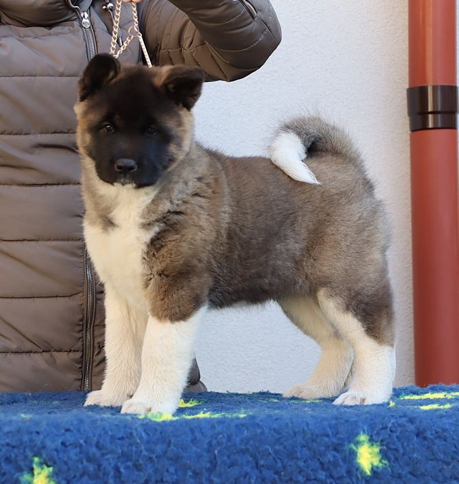 Akita Amerykańska suczka