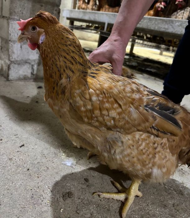 Кури несушки та яйця на продаж