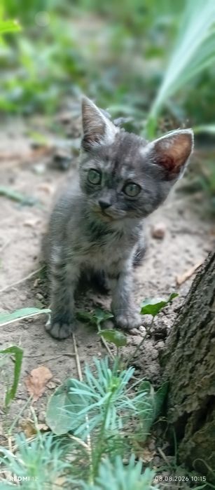Котик скоттіш страйт