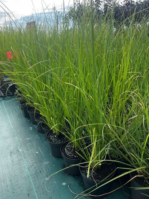 Duża trawa pampasowa biała cortaderia sadzonka 3l - klasyczna elegancja