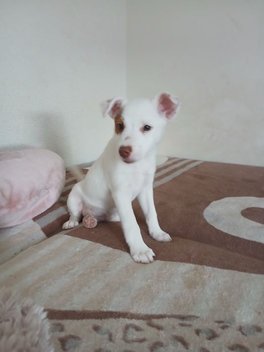 Wesoła suczka Jack russell  terrier