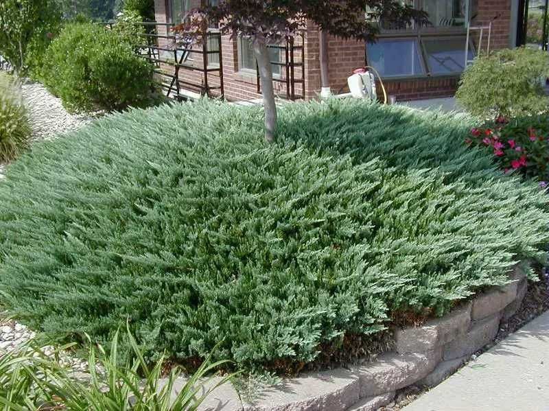 Jałowiec Blue Chip 25-30cm z dowozem PRODUCENT