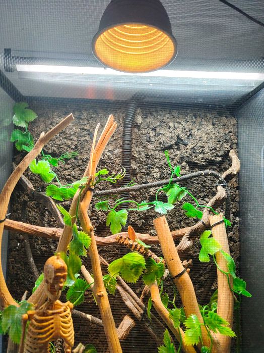 Terrarium dla kameleona