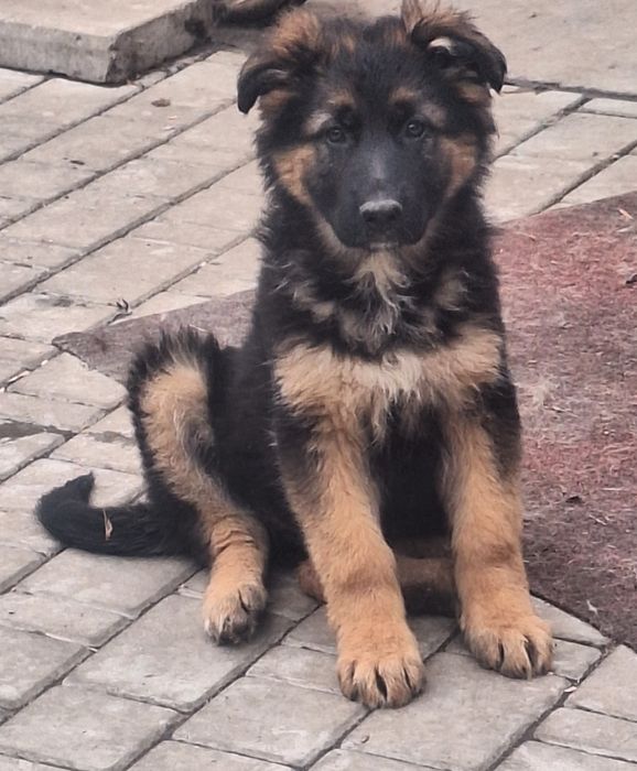 Щенок немецкая овчарка