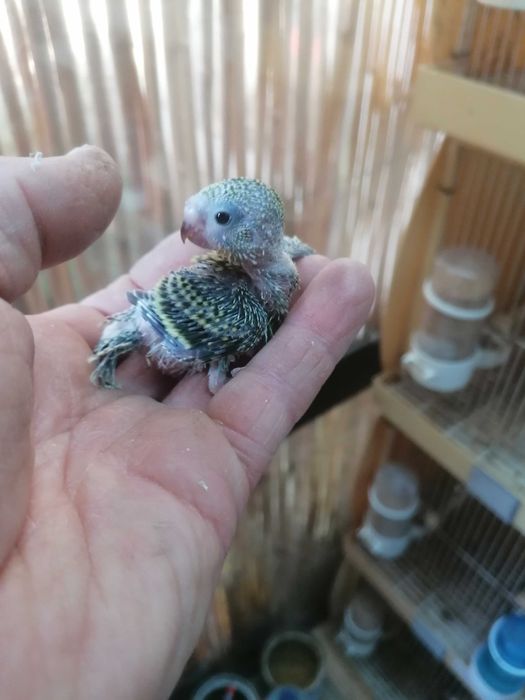 Piriquitos e rosicolers