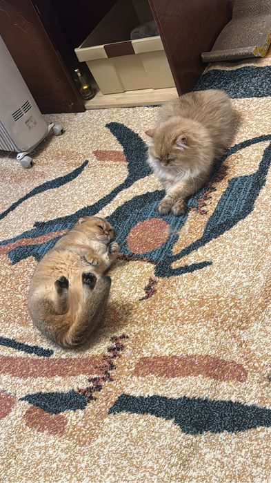 Ищу кошечку для кота